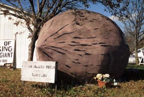 World's Largest Pecan